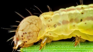 ثبت جزئیات شگفتانگیز یک لارو ناشناس با تکنیک ماکرو + عکس 5 ثبت جزئیات شگفتانگیز یک لارو ناشناس با تکنیک ماکرو + عکس