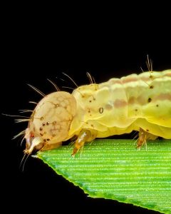 ثبت جزئیات شگفتانگیز یک لارو ناشناس با تکنیک ماکرو + عکس 10 ثبت جزئیات شگفتانگیز یک لارو ناشناس با تکنیک ماکرو + عکس