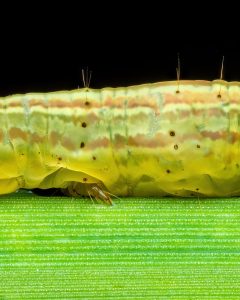 ثبت جزئیات شگفتانگیز یک لارو ناشناس با تکنیک ماکرو + عکس 9 ثبت جزئیات شگفتانگیز یک لارو ناشناس با تکنیک ماکرو + عکس