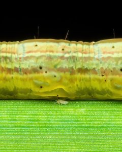 ثبت جزئیات شگفتانگیز یک لارو ناشناس با تکنیک ماکرو + عکس 8 ثبت جزئیات شگفتانگیز یک لارو ناشناس با تکنیک ماکرو + عکس