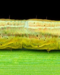 ثبت جزئیات شگفتانگیز یک لارو ناشناس با تکنیک ماکرو + عکس 7 ثبت جزئیات شگفتانگیز یک لارو ناشناس با تکنیک ماکرو + عکس