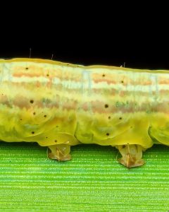 ثبت جزئیات شگفتانگیز یک لارو ناشناس با تکنیک ماکرو + عکس 6 ثبت جزئیات شگفتانگیز یک لارو ناشناس با تکنیک ماکرو + عکس