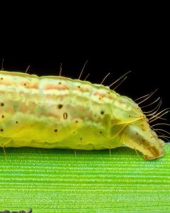 ثبت جزئیات شگفتانگیز یک لارو ناشناس با تکنیک ماکرو + عکس 5 ثبت جزئیات شگفتانگیز یک لارو ناشناس با تکنیک ماکرو + عکس