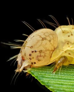 ثبت جزئیات شگفتانگیز یک لارو ناشناس با تکنیک ماکرو + عکس 4 ثبت جزئیات شگفتانگیز یک لارو ناشناس با تکنیک ماکرو + عکس