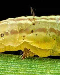 ثبت جزئیات شگفتانگیز یک لارو ناشناس با تکنیک ماکرو + عکس 3 ثبت جزئیات شگفتانگیز یک لارو ناشناس با تکنیک ماکرو + عکس