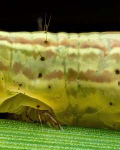 ثبت جزئیات شگفتانگیز یک لارو ناشناس با تکنیک ماکرو + عکس 2 ثبت جزئیات شگفتانگیز یک لارو ناشناس با تکنیک ماکرو + عکس