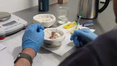 بازگشت حیات به یک گونۀ منقرضشده؛ تولد ماکائوی اسپیکس در باغ وحش 4 بازگشت حیات به یک گونۀ منقرضشده؛ تولد ماکائوی اسپیکس در باغ وحش