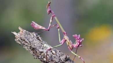 حشرهای که شبیه هیولاست: مانتیس صورتی امپوسا 9 حشرهای که شبیه هیولاست: مانتیس صورتی امپوسا