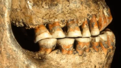 پژوهش تازه: برخلاف تصورات قبلی، نیاکان ما اصلاً دندانهایشان را تمیز نمیکردهاند! 6 پژوهش تازه: برخلاف تصورات قبلی، نیاکان ما اصلاً دندانهایشان را تمیز نمیکردهاند!