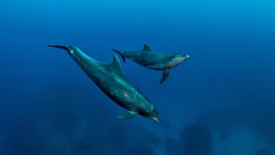 چگونه «قانون دلفین آبی» ذهن شما را از چرخه افکار مزاحم رها میکند؟ 4 چگونه «قانون دلفین آبی» ذهن شما را از چرخه افکار مزاحم رها میکند؟