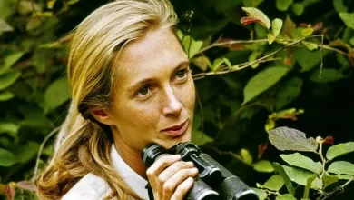 جین گودال، مشهور به بانوی شامپانزه‌ها درگذشت