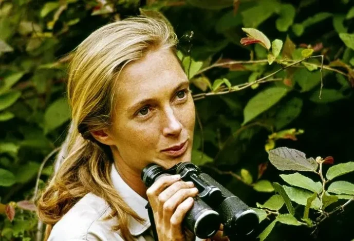 جین گودال، مشهور به بانوی شامپانزهها درگذشت 1 جین گودال، مشهور به بانوی شامپانزهها درگذشت