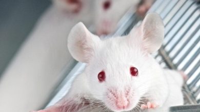 دانشمندان موفق به خواندن ذهن موشها شدند 9 دانشمندان موفق به خواندن ذهن موشها شدند