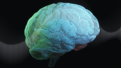 دانشگاه MIT مدل سهبعدی مغز انسان را ابداع کرد 7 دانشگاه MIT مدل سهبعدی مغز انسان را ابداع کرد