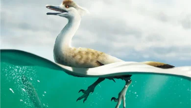 کشف دایناسور نیمهآبی در مغولستان؛ شکارچی با دندانهای تیز و بدن پنگوئن 1 کشف دایناسور نیمهآبی در مغولستان؛ شکارچی با دندانهای تیز و بدن پنگوئن