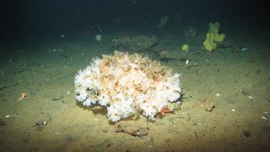 پژوهش MIT نشان میدهد اسفنجها نخستین جانوران زمین بودهاند 7 پژوهش MIT نشان میدهد اسفنجها نخستین جانوران زمین بودهاند