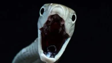 نیش این مار حتی اگر درمان شود هم میکُشد 7 نیش این مار حتی اگر درمان شود هم میکُشد