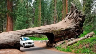 این درخت عظیم‌الجثه؛ بزرگ‌ترین موجود زنده سیاره ما است