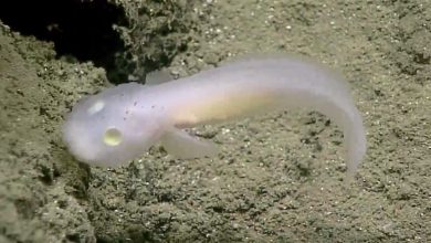 کشف شگفتانگیز در اعماق چین؛ ماهی شبحگونهای بدون چشم و رنگ شناسایی شد 3 کشف شگفتانگیز در اعماق چین؛ ماهی شبحگونهای بدون چشم و رنگ شناسایی شد