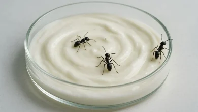 ماست با طعم مورچه؛ ماست مورچه‌ای چه فوایدی دارد؟