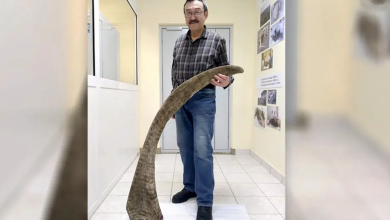 کشف شاخ کرگدن منقرضشده بعد از 10 هزار سال 10 کشف شاخ کرگدن منقرضشده بعد از 10 هزار سال