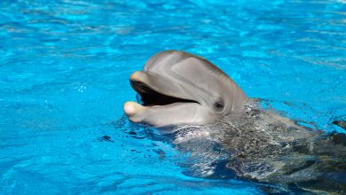 دلیل بهگلنشستن دلفینها مشخص شد؛ آلزایمر، نه خودکشی! 4 دلیل بهگلنشستن دلفینها مشخص شد؛ آلزایمر، نه خودکشی!