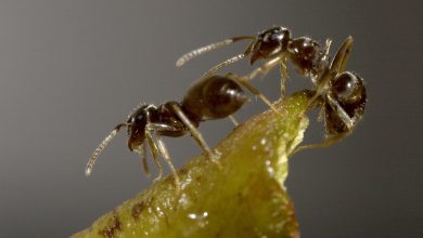 مورچهها در زمان بیماری خود را قرنطینه میکنند! 3 مورچهها در زمان بیماری خود را قرنطینه میکنند!