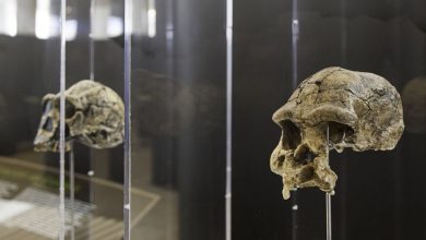 مواجهه با سرب در دوران باستان، ممکن است مسیر تکامل مغز انسان را تغییر داده باشد 4 مواجهه با سرب در دوران باستان، ممکن است مسیر تکامل مغز انسان را تغییر داده باشد