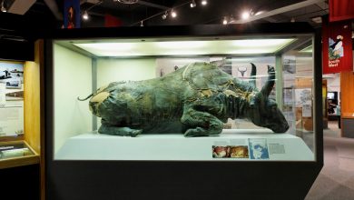 ماجرای خوردن گوشت گاومیش 50 هزار ساله در یک ضیافت علمی 10 ماجرای خوردن گوشت گاومیش 50 هزار ساله در یک ضیافت علمی