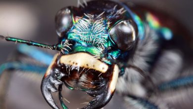 تصاویر خیرهکننده از سوسک ببر کوهستانی؛ ثبت جزئیات بینقص 9 تصاویر خیرهکننده از سوسک ببر کوهستانی؛ ثبت جزئیات بینقص