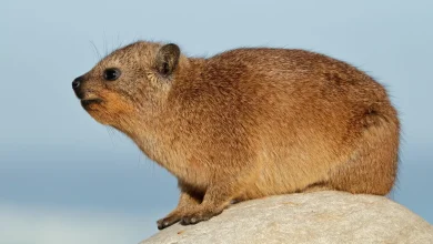 کشف نخستین فسیل از ردِ کشیده شدن بدن یک پستاندار روی زمین 1 کشف نخستین فسیل از ردِ کشیده شدن بدن یک پستاندار روی زمین