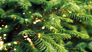 این درختان به جای میوه، طلا می‌دهند