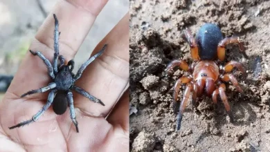 کشف نوعی عنکبوت که هم نر است و هم ماده! 6 کشف نوعی عنکبوت که هم نر است و هم ماده!