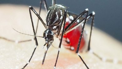 رشد نگران کننده مبتلایان به تب دنگی در جنوب کشور