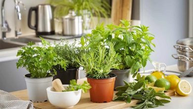 6 ادویه و سبزی مناسب برای جذب ویتامین C