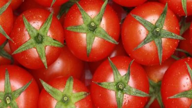 کاهش ریسک ابتلا به کبد چرب با مصرف روزانه گوجه فرنگی!